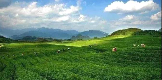 关于藏茶之都+名茶之乡:东莞成西部茶产业提升“引擎”的最新消息(6)