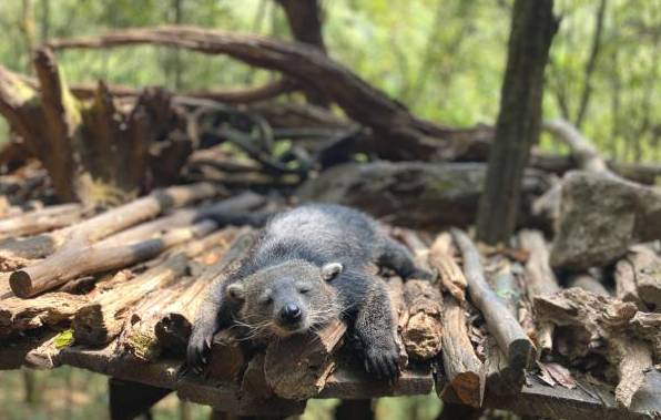 关于普洱：在森林公园与自然共处，建设生态茶园提升茶品质的最新信息