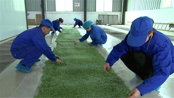 有关于四川通江县预计今年可生产茶叶2800余吨,实现综合产值2.5亿元的热门资讯(2)