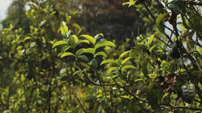 关于澜沧富东：搭建电商平台“快车道” 茶产业高质快速发展的消息(4)