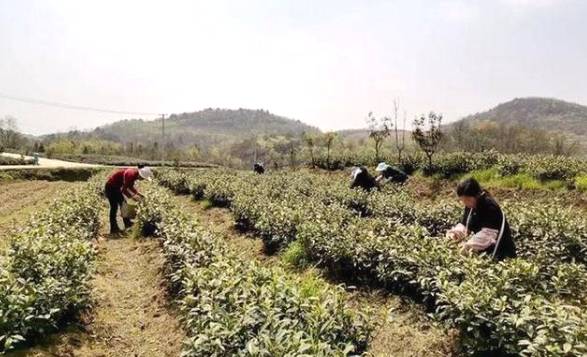 有关于瓮安茶园春茶全面开采 预计全年产量在1.5万吨的最新消息(2)