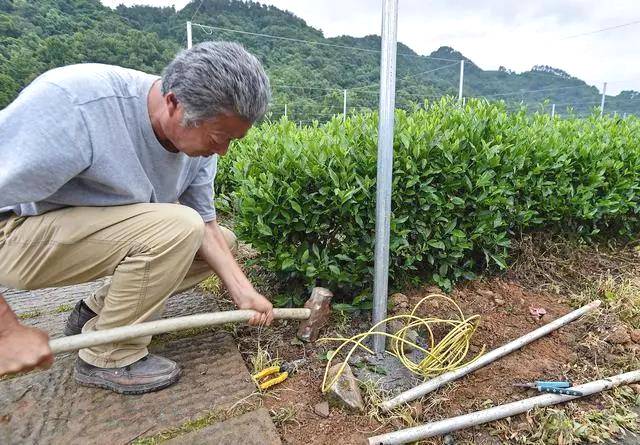 有关于双峰村茶园防晒装备大升级!今年夏天让茶农们都能睡个好觉的最新信息(2)