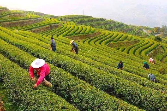 有关于一两黄金一两茶！这款茶很shine很“金贵”！的最新资讯(4)