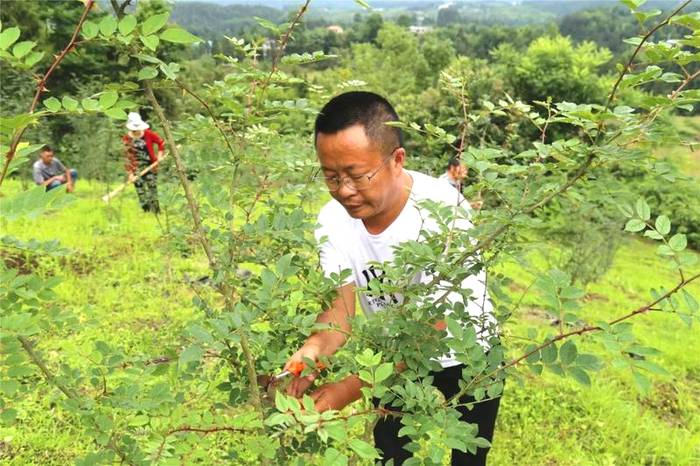 关于凤冈:在提升绿水青山颜值中做大金山银山价值的资讯(3)