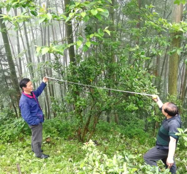 关于新化古茶树：金凤竹林大叶50厘米母树再现的热门资讯(11)