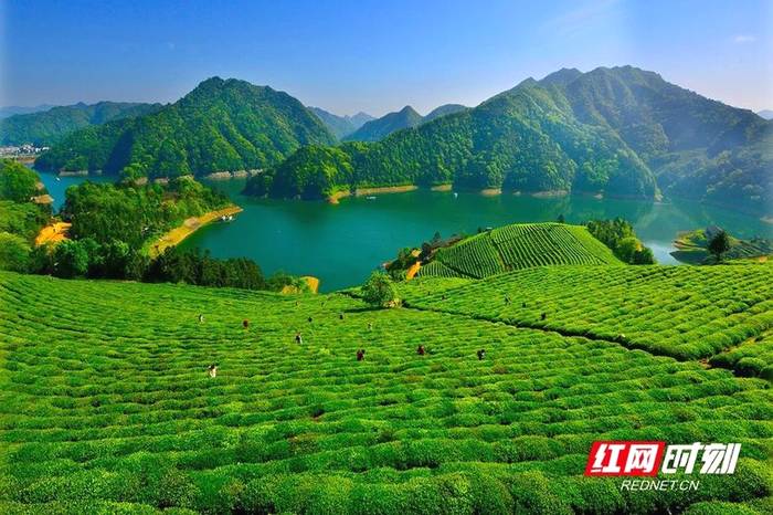 有关于益周美景 | 安化：采茶好时节 来把春天饮的消息(1)