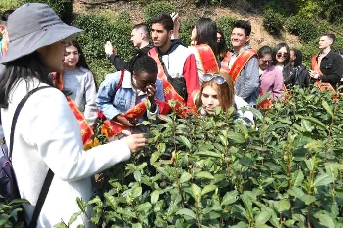 关于“一带一路”留学生西湖龙井研学班走进狮牌的热门资讯(9)