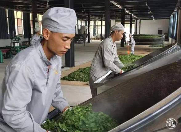 有关于云南各地春茶开采 一片茶叶成就一个绿色产业的最新信息(14)