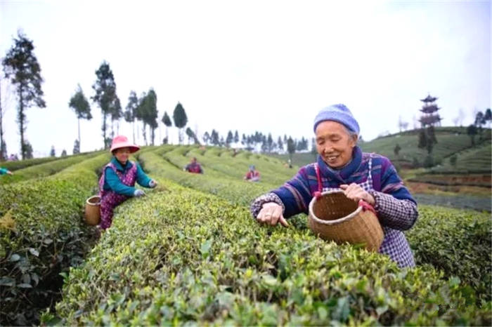 有关于凤冈：今春首采！贵州凤冈第一批新茶来了的资讯
