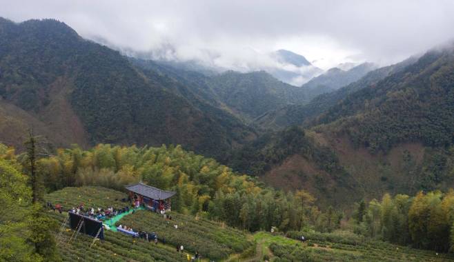 有关于杭州东坑村：2000余亩高山有机茶正式开采现场直播的最新消息(5)