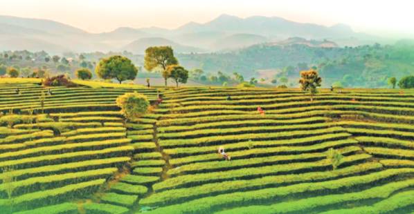 有关于普洱市上百万亩茶园满目新绿 春茶交易火爆的消息