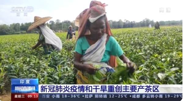 有关于阿萨姆邦茶叶种植区:1月到5月茶叶减产至少6000万公斤的热门资讯