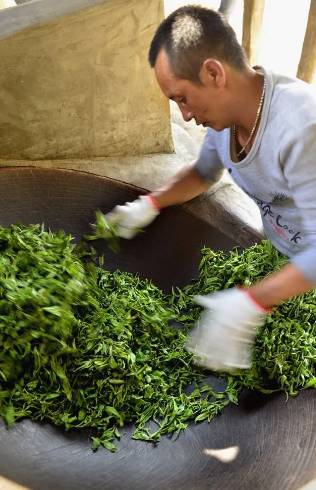 有关于春茶,一场春天里的盛事 勐海县80余万亩春茶陆续开采啦!的消息(10)