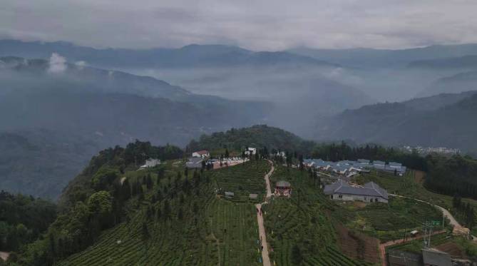 关于乐山市：小凉山采茶节开幕 马边绿茶团体标准正式发布的热门资讯(3)