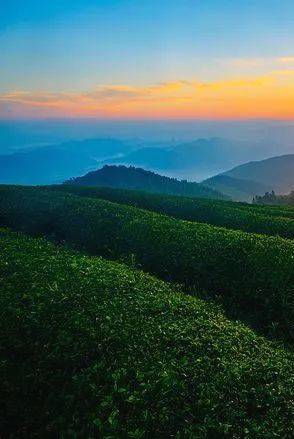 有关于湖北农业农村部专家支招，如何加快转变茶业发展方式的最新消息(10)