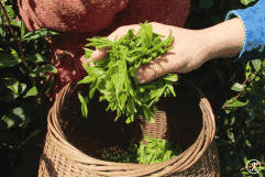 关于墨江米地贡茶春茶头采,933克鲜叶拍出23万元!的最新消息