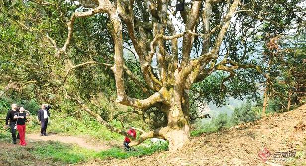 有关于文山州首个茶产业专家工作站西畴县法斗乡坪寨村揭牌的新闻(1)