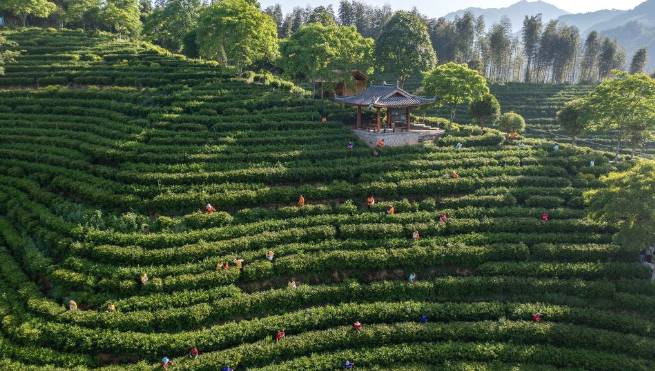 有关于浙江景宁：“以茶强村、以茶富民”带动村集体经济发展的资讯