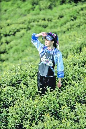 关于贵州长岩村国香茶园2000亩春茶进入黄金采摘期的最新消息(1)