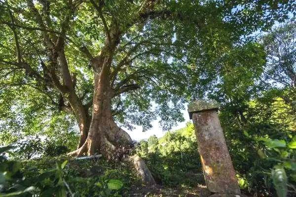 关于墨江新抚镇:春茶岭上香 茶农采摘忙碌碌的资讯(5)