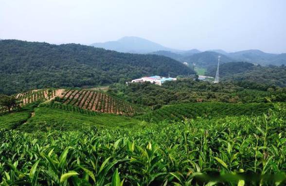 有关于信阳平桥太平山 茶叶总产值达到3.6亿元的热门信息