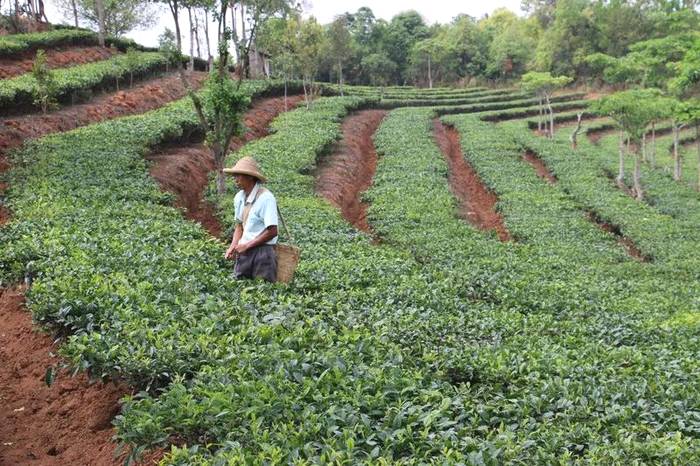 关于普洱市思茅港镇:茶树正露尖尖芽,早春时节把茶采,茨竹林村喜迎春茶采摘的资讯(4)