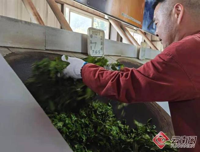 关于西双版纳南糯山多依寨：因茶而富起来的村寨的热门新闻(1)