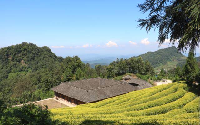 有关于种茶种出小康新生活：盐津牛寨乡龙茶村的脱贫记的信息(1)