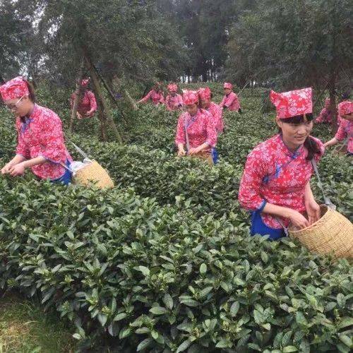 有关于平阳林瑞将：七旬老人走上电商路 茶园触“电”带富乡亲的消息(1)