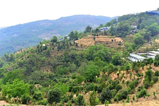 关于国内茶叶专家到云县漫湾镇白莺山古茶园进行科学考察的热门信息