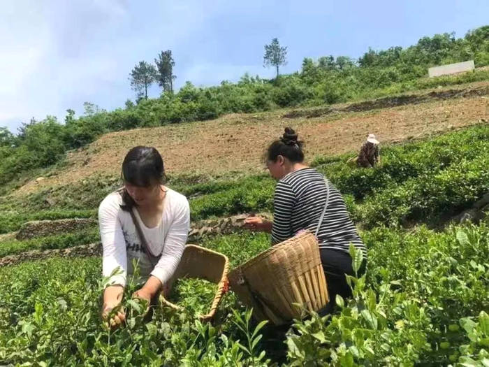有关于通过三个案例看陕西茶产业在脱贫攻坚中发挥的重要作用的最新信息(8)