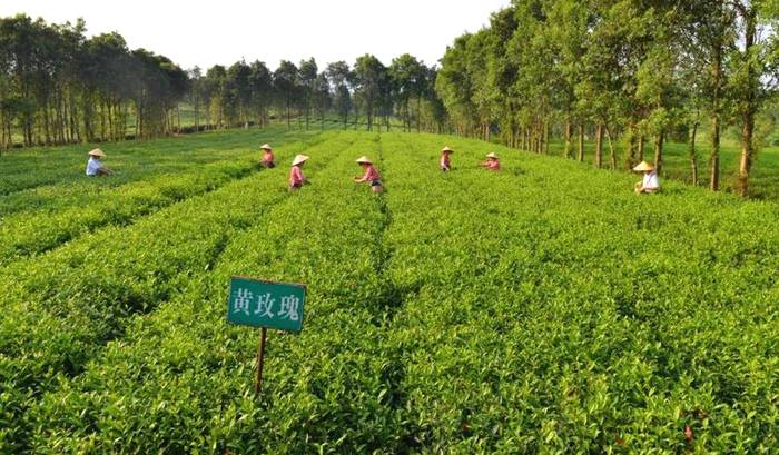 关于3月26日，2021第三届中国·英德红茶头采节，即将启幕！的最新资讯(10)