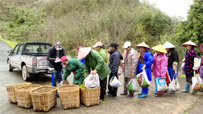 关于祁门红茶提前进入采摘 产量价格均有上浮的热门消息(4)