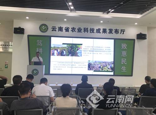 有关于云南省农科院茶叶科技花开云岭 科技支撑引领云茶产业高质量发展的最新资讯(1)