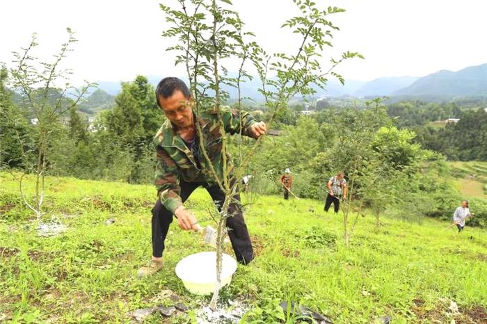 关于凤冈:在提升绿水青山颜值中做大金山银山价值的资讯(4)