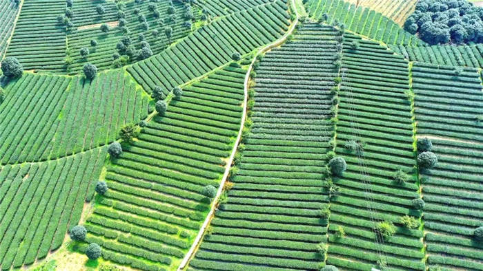 关于湄潭全国第一！贵州11地入列中国茶业百强县！的最新信息(2)