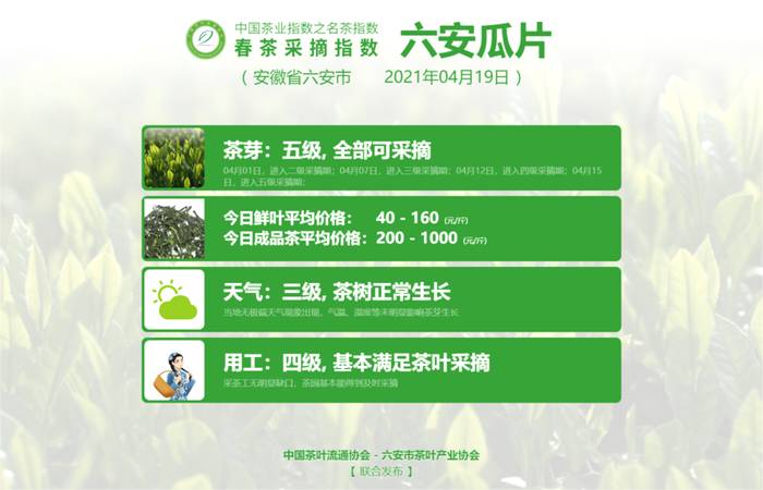 有关于大佛龙井告别本季春茶采摘指数，黄观音中开面！的信息(3)