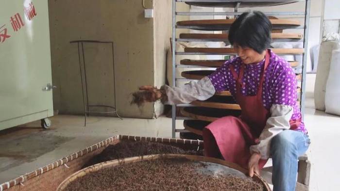 有关于共享 让六百多亩高山茶园有了“新娘家”的最新消息(3)