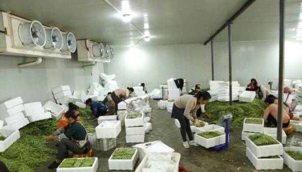 关于临沧永德列列箐：茶叶提高了村民的生活水平的最新信息(2)