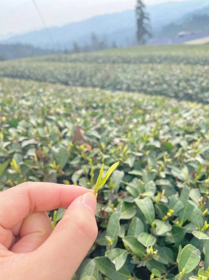 有关于新春喜报:2021恩施硒茶春茶开称啦!的最新资讯(1)