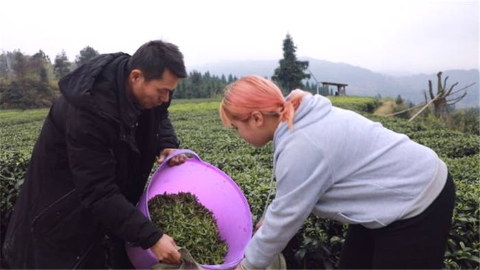 关于贵州黎平雷洞乡：大力发展茶产业 茶农增收喜开颜的热门消息(2)