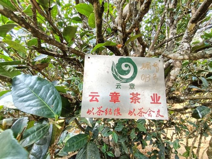 有关于普洱古树春茶发芽简报：大户赛茶园发芽良好，过几天就可以采摘了的热门新闻(2)
