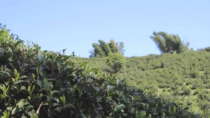 有关于共享 让六百多亩高山茶园有了“新娘家”的最新消息