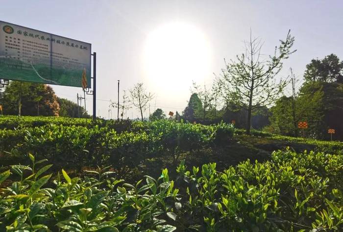 有关于蒙顶山茶对话名家名刊，看看会有怎样的激情与火花的热门消息(4)