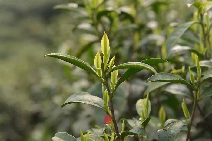 关于今年安吉白茶将于3月22日开采，预计产量将达到这个数的热门资讯