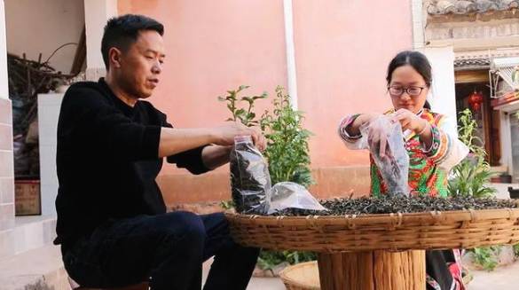 有关于云南各地春茶开采 一片茶叶成就一个绿色产业的最新信息(9)