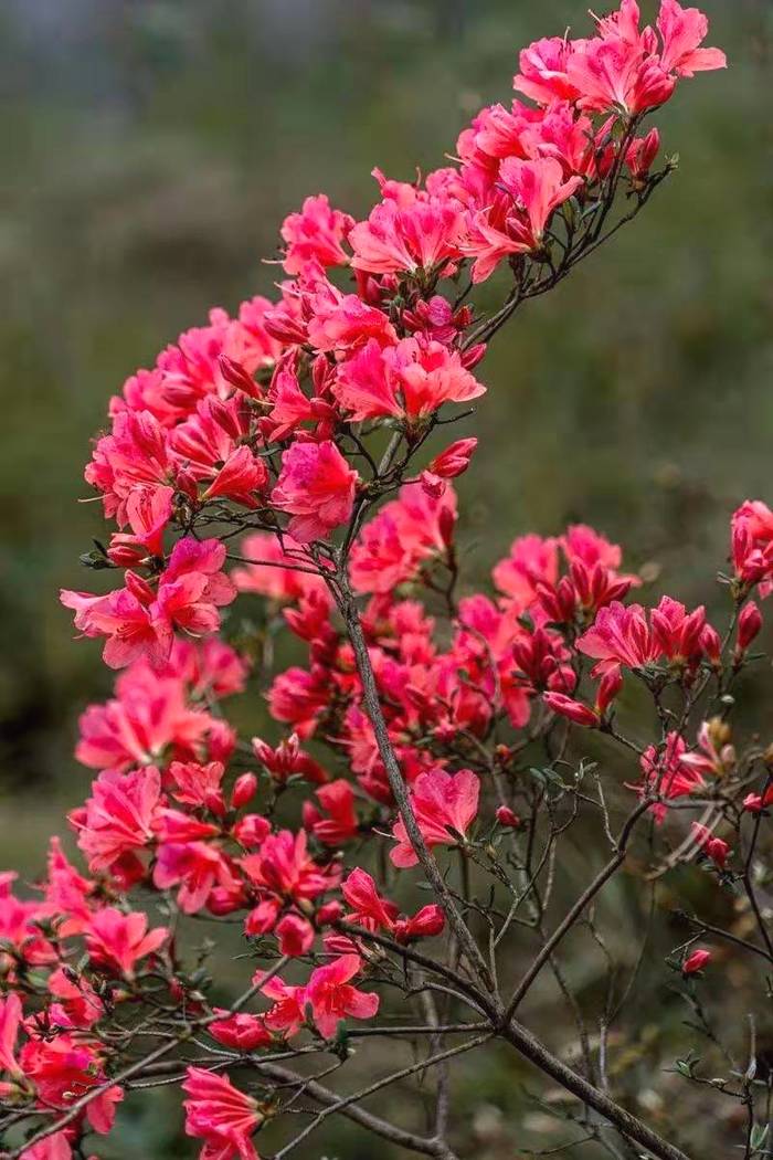 有关于秀色千山花开茶香 ---金寨县铁冲乡产业发展侧记的热门消息(2)