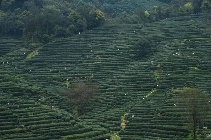 有关于西湖龙井春茶3月12日正式开采，购买一定要认准这个的资讯(6)