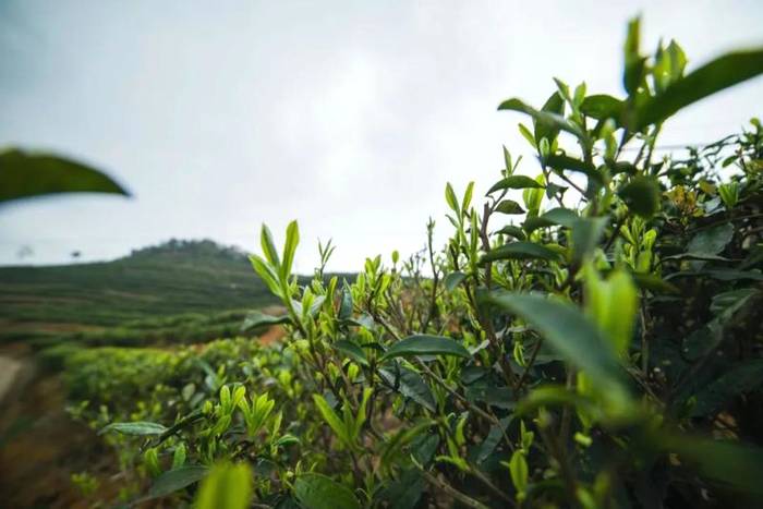 有关于绿色理念绘就新的发展蓝图，有机白茶品牌助推国茶振兴！的最新消息(1)