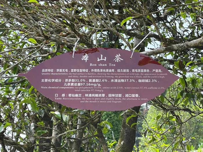 关于中国首家茶树演化自然博物馆在临沧白莺山挂牌的资讯(9)